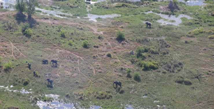 Scenic flight Okavangodelta 3