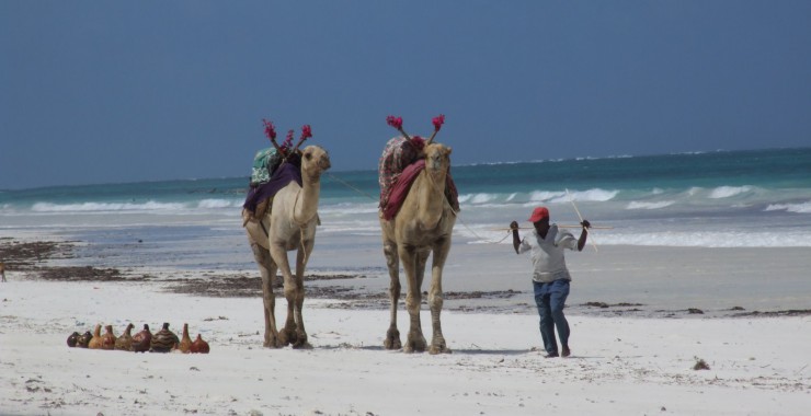 Diani beach kamelen
